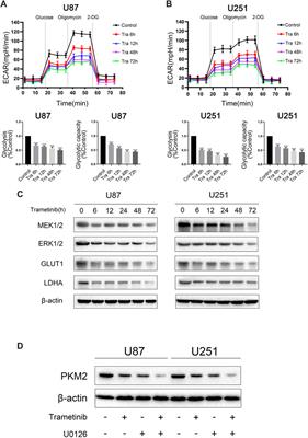 Frontiers Trametinib Inhibits The Growth And Aerobic Glycolysis Of Glioma Cells By Targeting